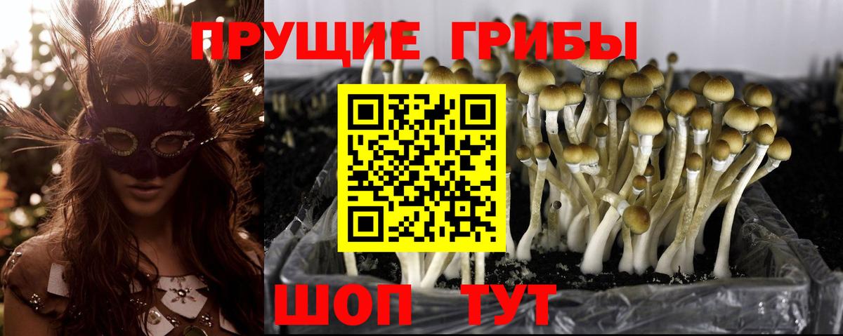 Псилоцибиновые грибы Psilocybe  наркошоп  Конаково  Вход с VPN 